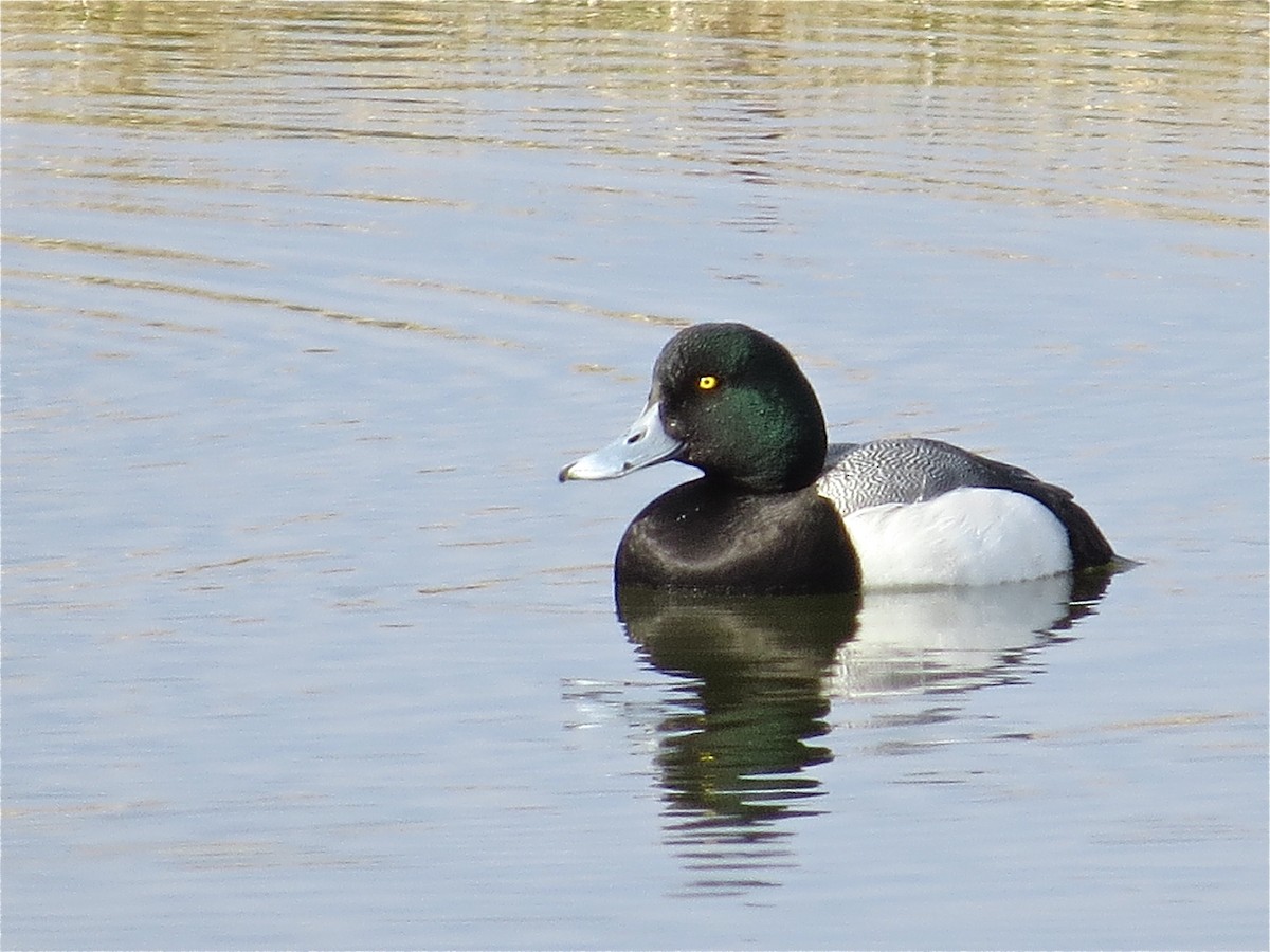 Greater Scaup - ML71147101