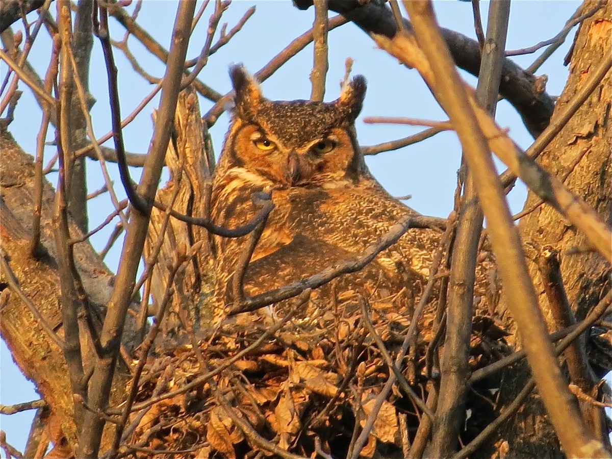 Great Horned Owl - ML71149091