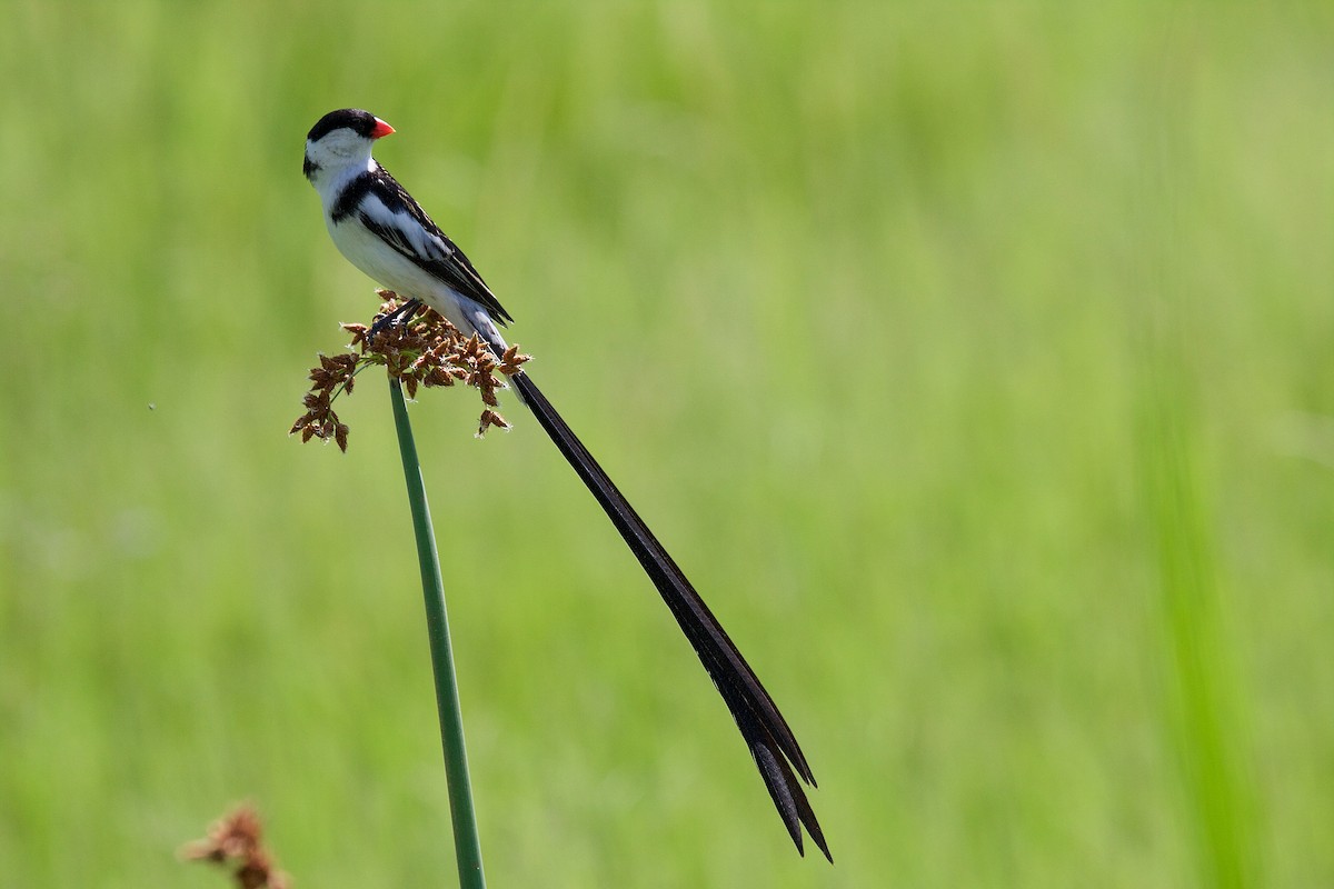 Pin-tailed Whydah - ML71149301