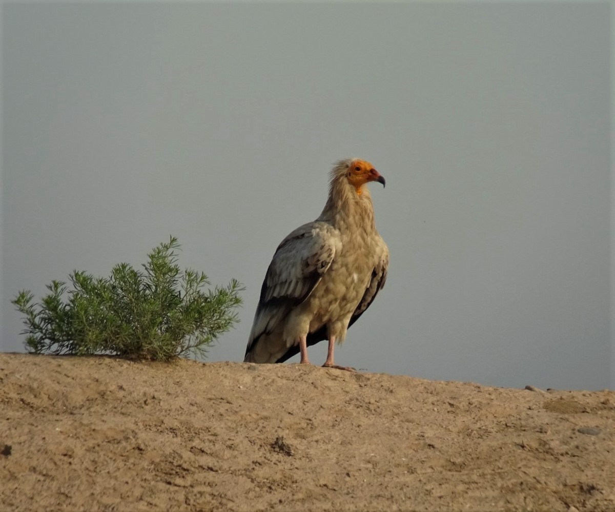 Egyptian Vulture - ML711506