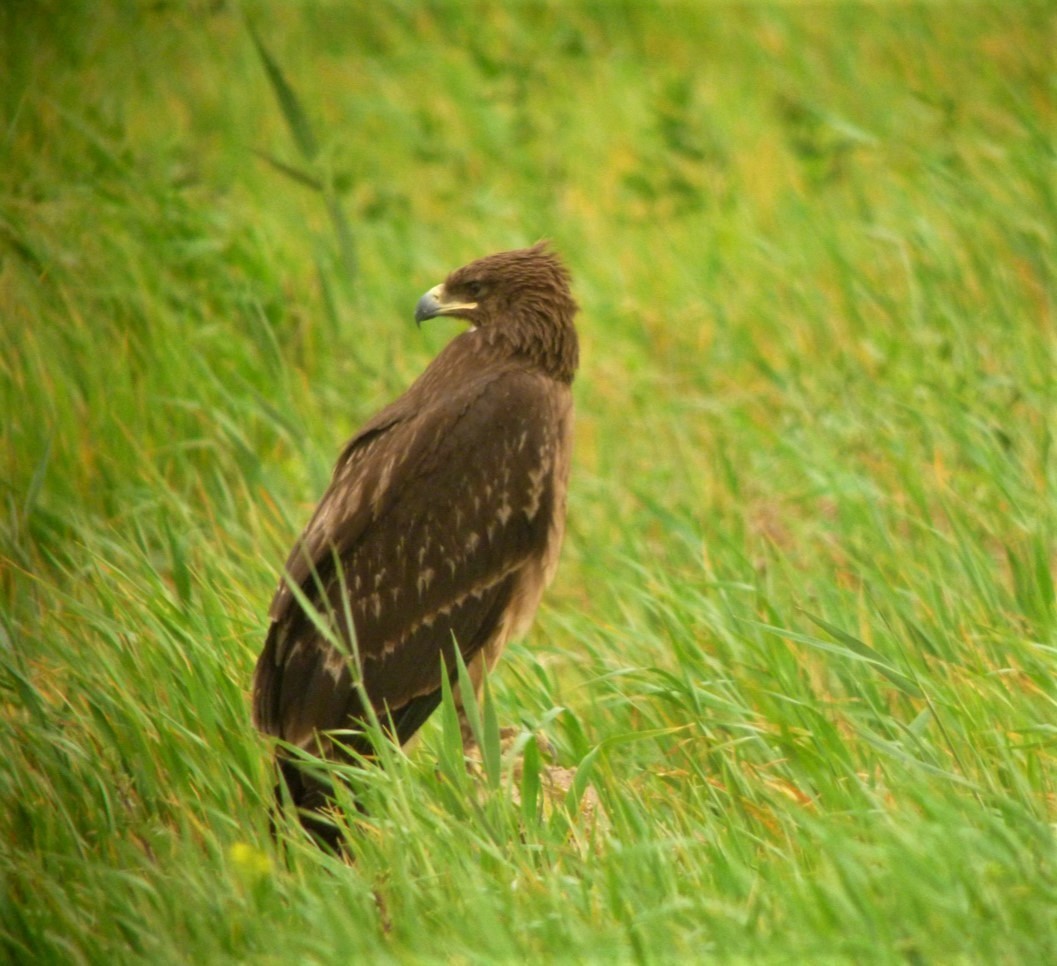 Greater Spotted Eagle - ML711509