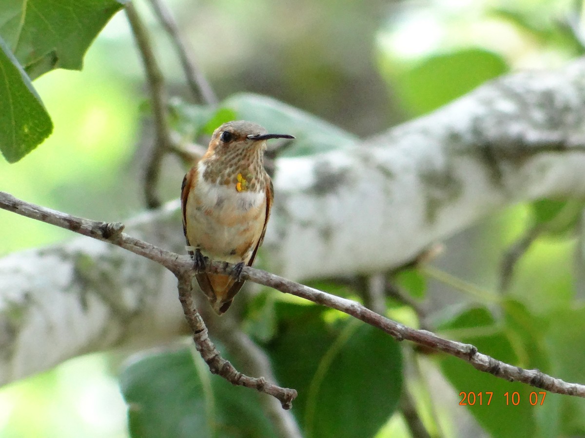 Rufous Hummingbird - ML71151351