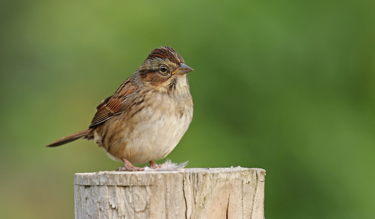 Swamp Sparrow - ML71152231