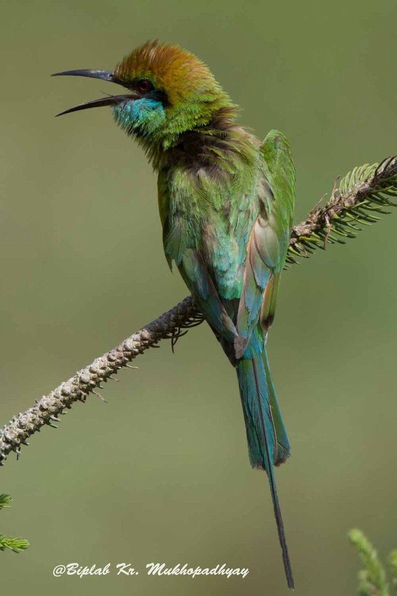 Blue-tailed Bee-eater - Biplab kumar Mukhopadhyay