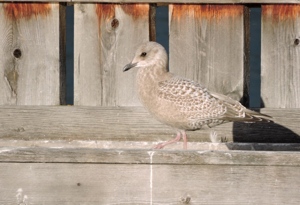 Iceland Gull (Thayer's) - ML71153281