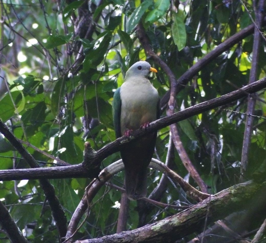 Maroon-chinned Fruit-Dove - ML711536