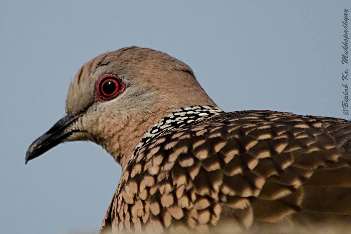 Spotted Dove (Eastern) - Biplab kumar Mukhopadhyay