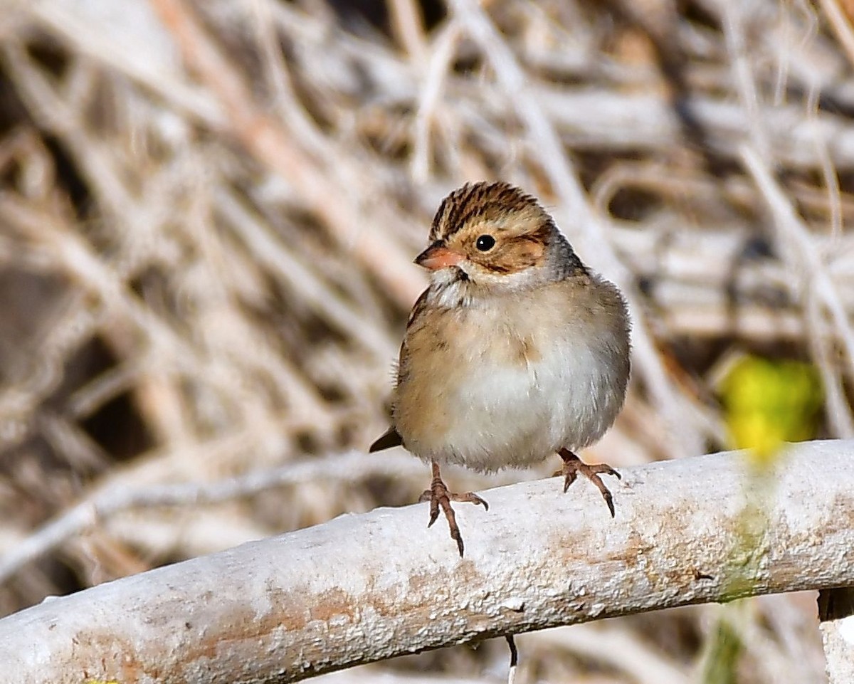 Clay-colored Sparrow - ML71154821