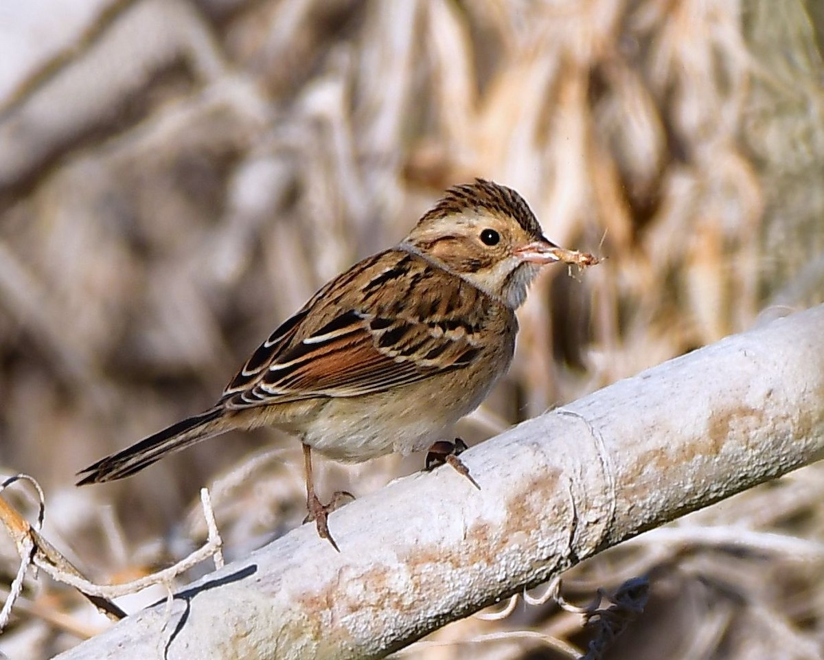 Clay-colored Sparrow - ML71154831