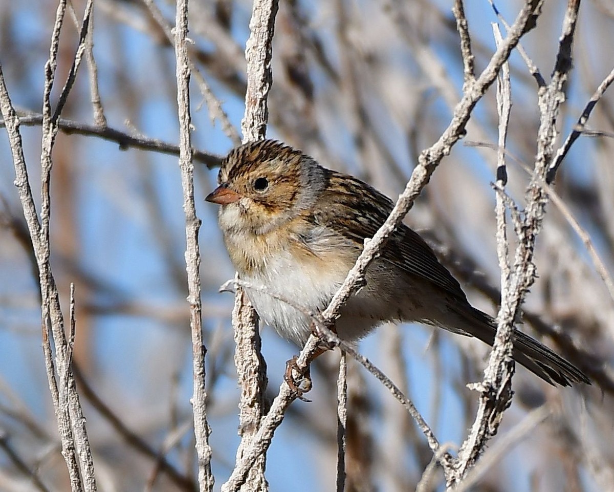 Clay-colored Sparrow - ML71154901