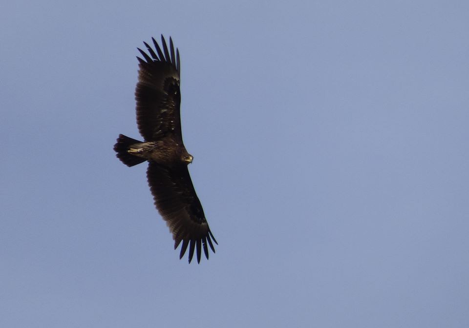Greater Spotted Eagle - Tom Martin