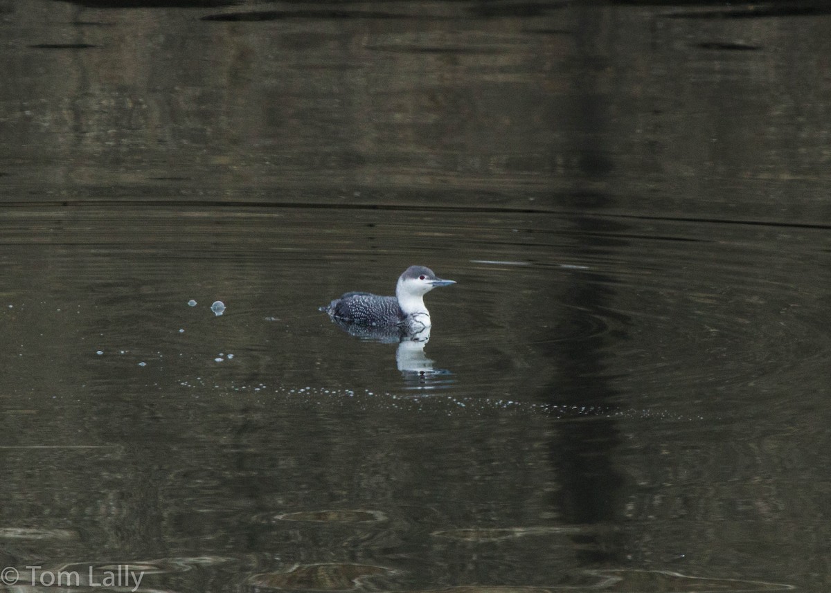 Red-throated Loon - Tom Lally