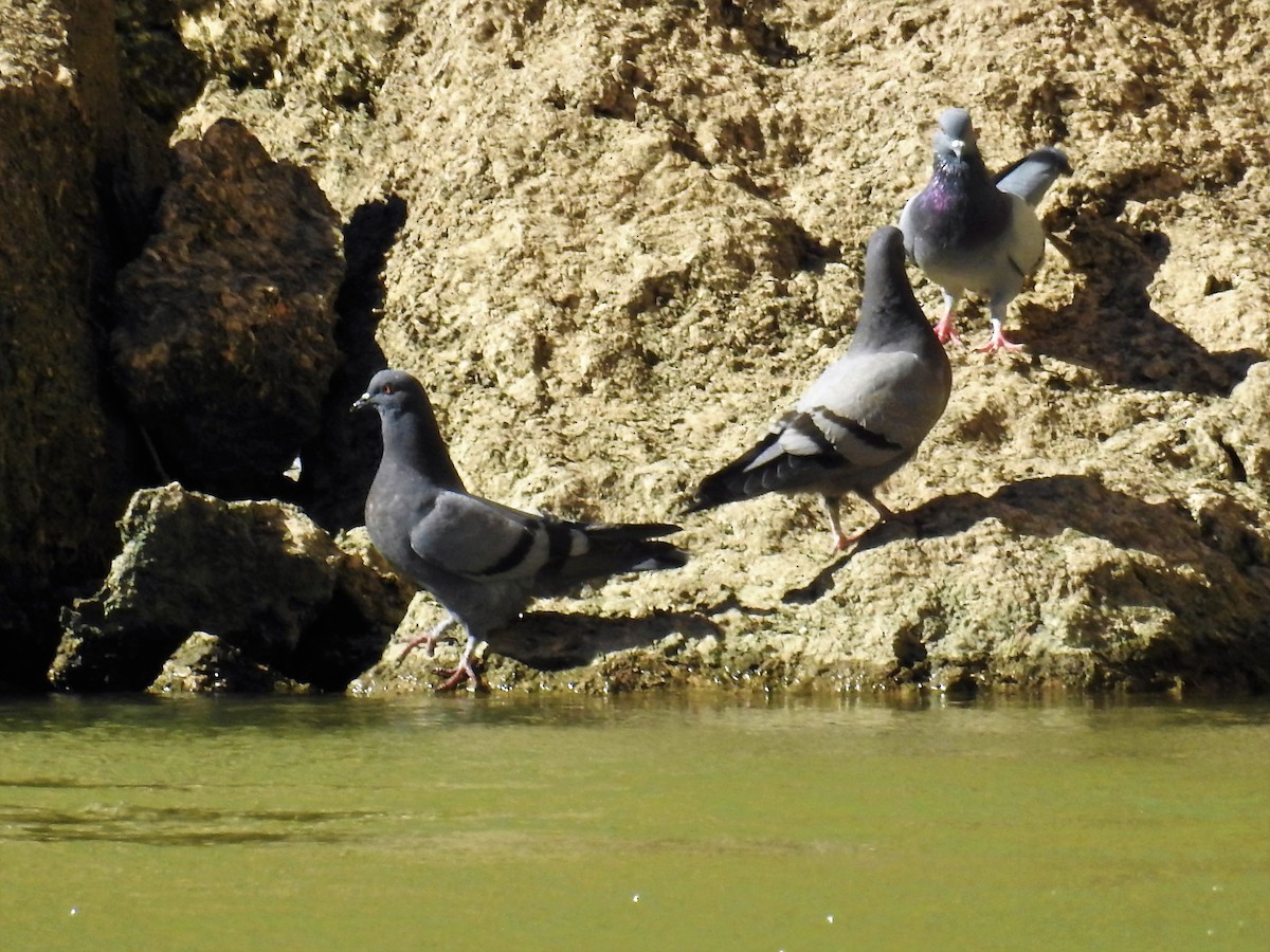 Rock Pigeon (Feral Pigeon) - ML71157521