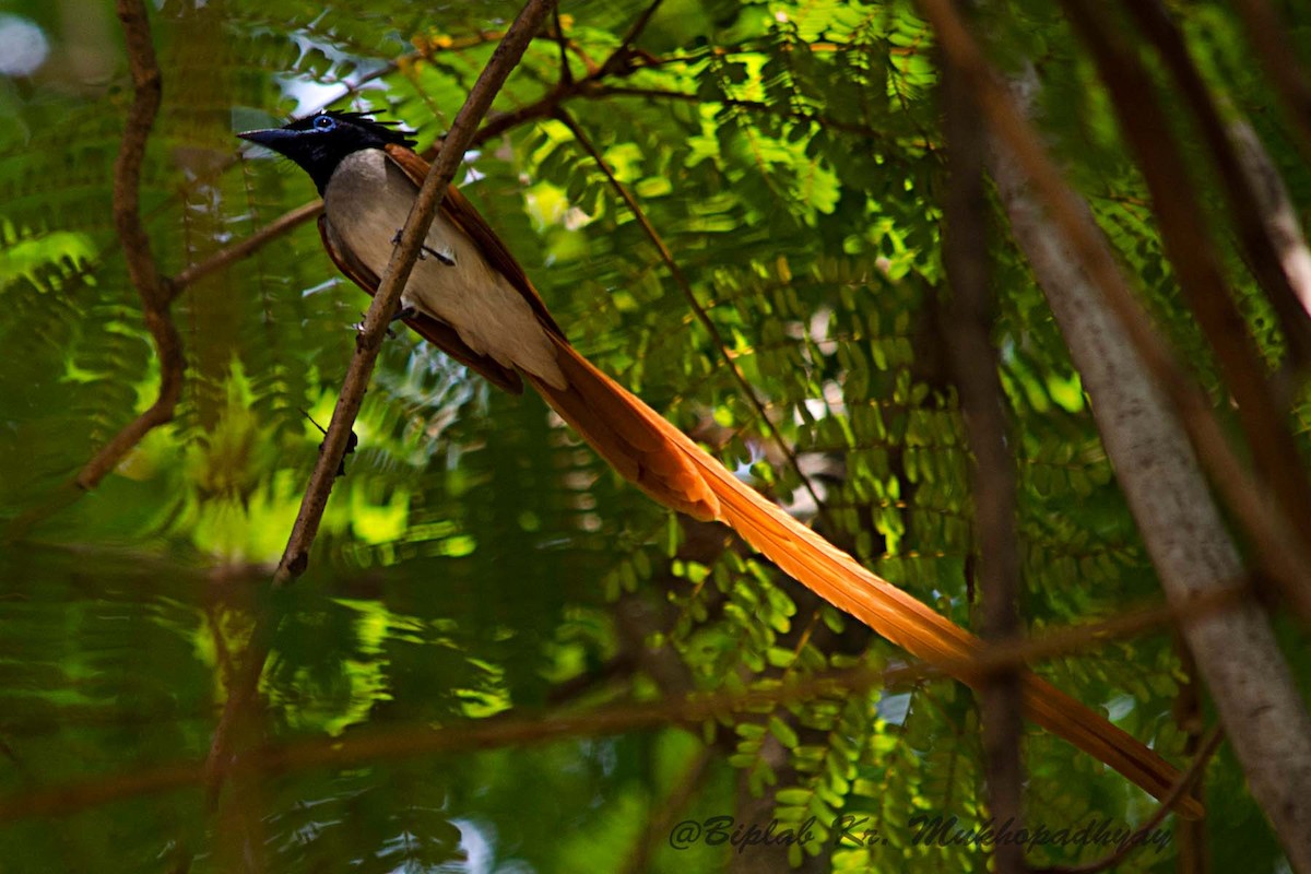 Indian Paradise-Flycatcher - Biplab kumar Mukhopadhyay