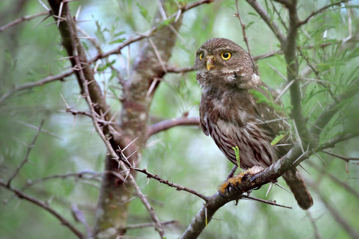Ferruginous Pygmy-Owl - ML71158391