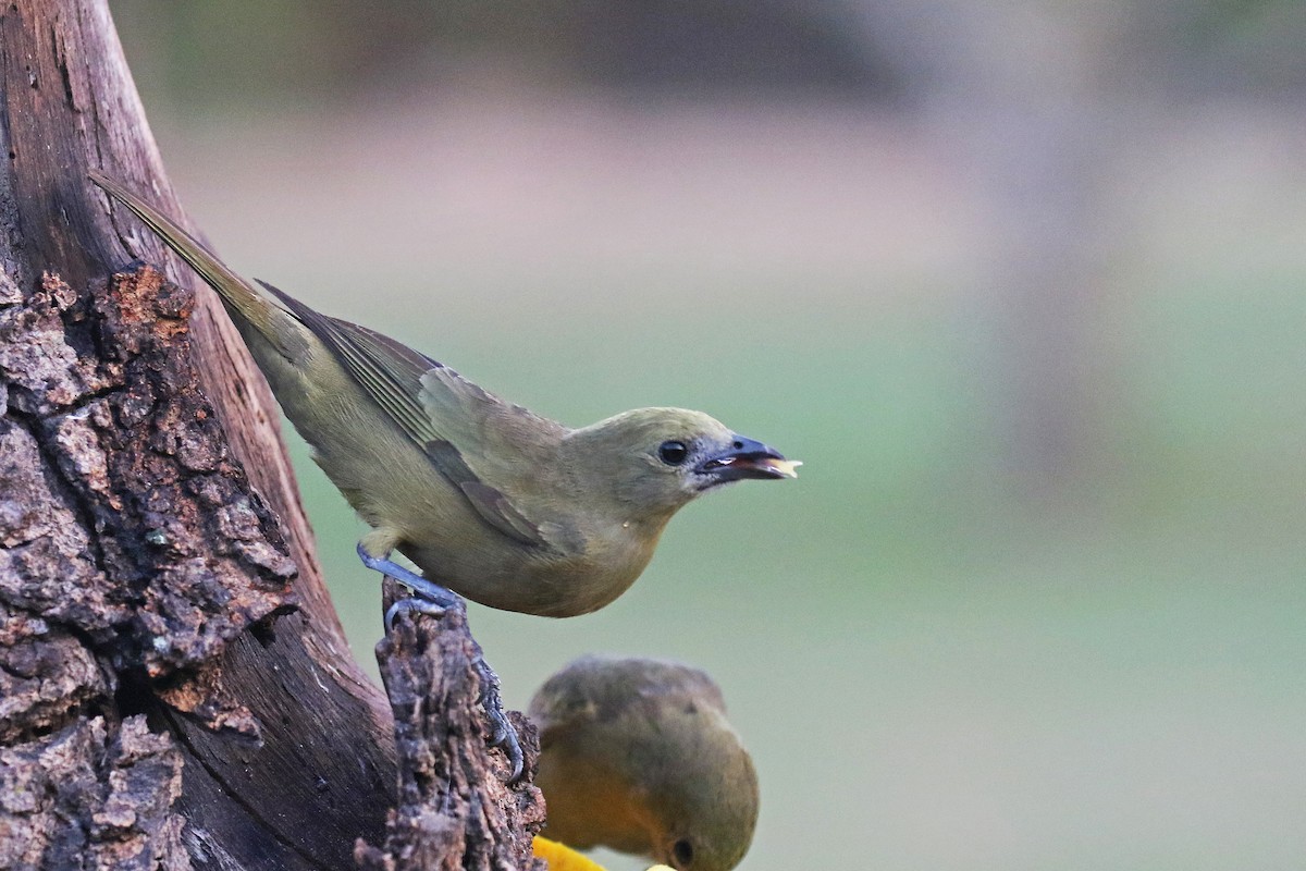 Palm Tanager - ML71158431