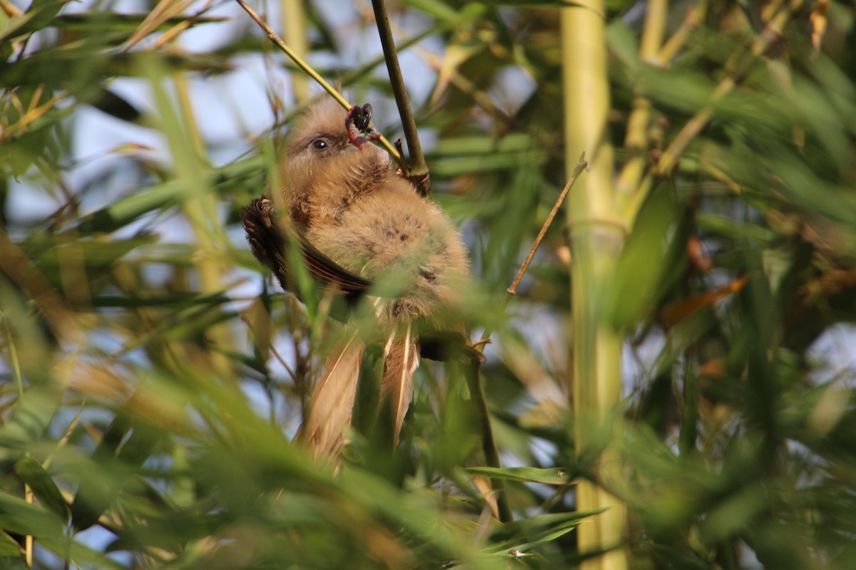Speckled Mousebird - ML71158731