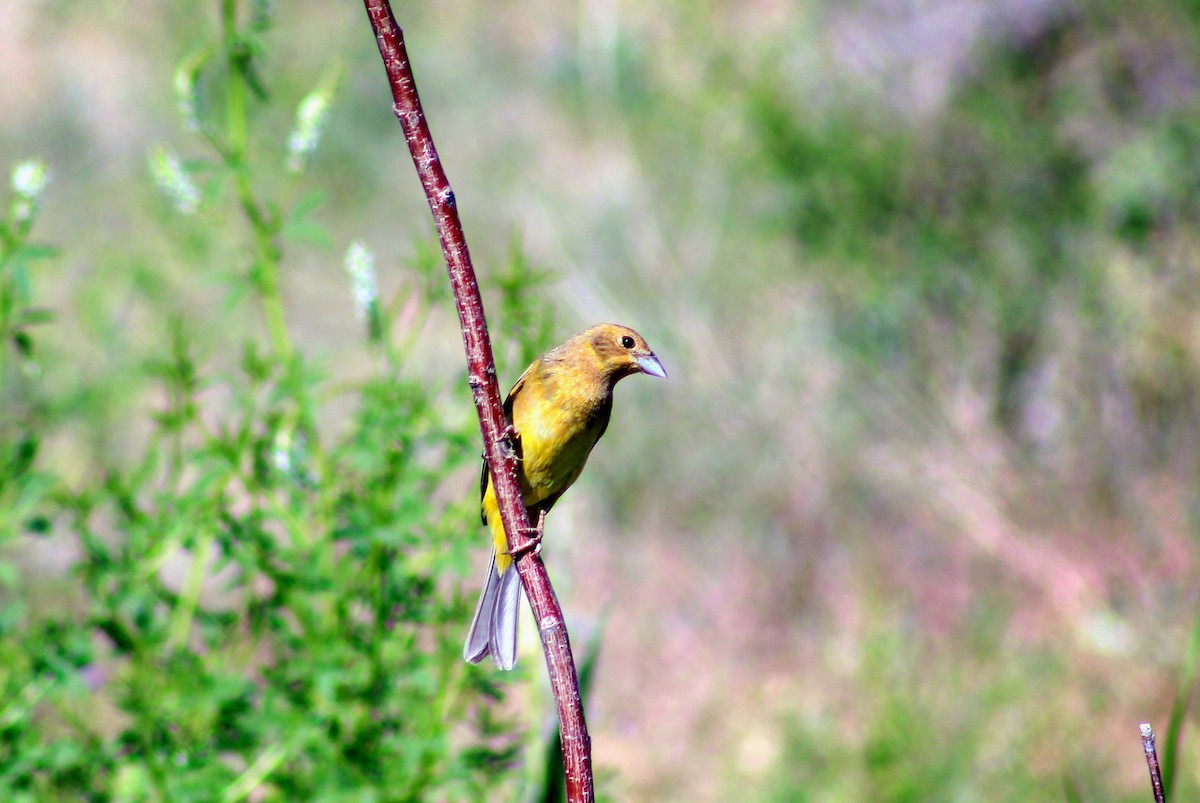 Red-headed Bunting - Tom Martin