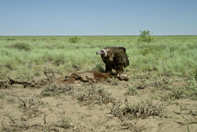 Breeding habitat;&nbsp;Ongtüstik Qazaqstan oblysy,&nbsp;Kazakhstan - Cinereous Vulture - 