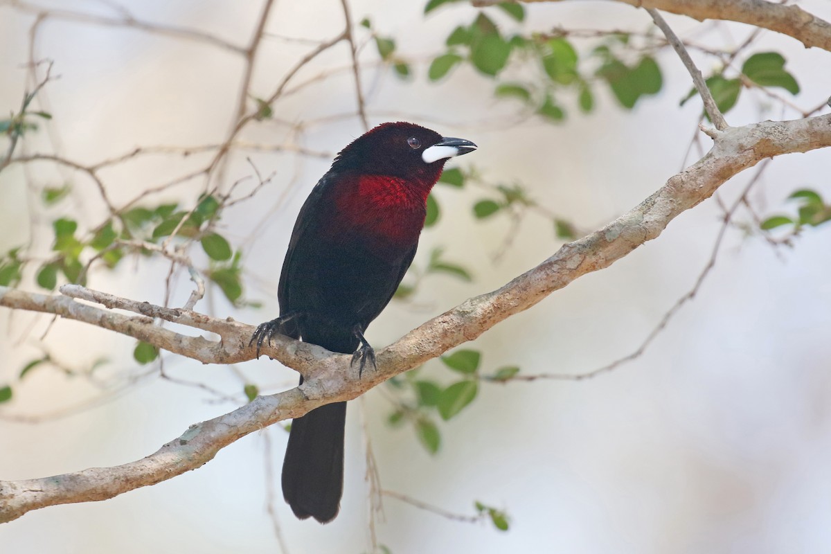 Silver-beaked Tanager - ML71159251