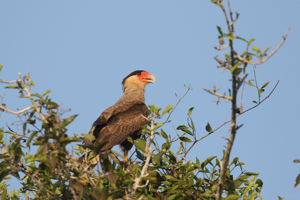 Crested Caracara (Southern) - ML71159501