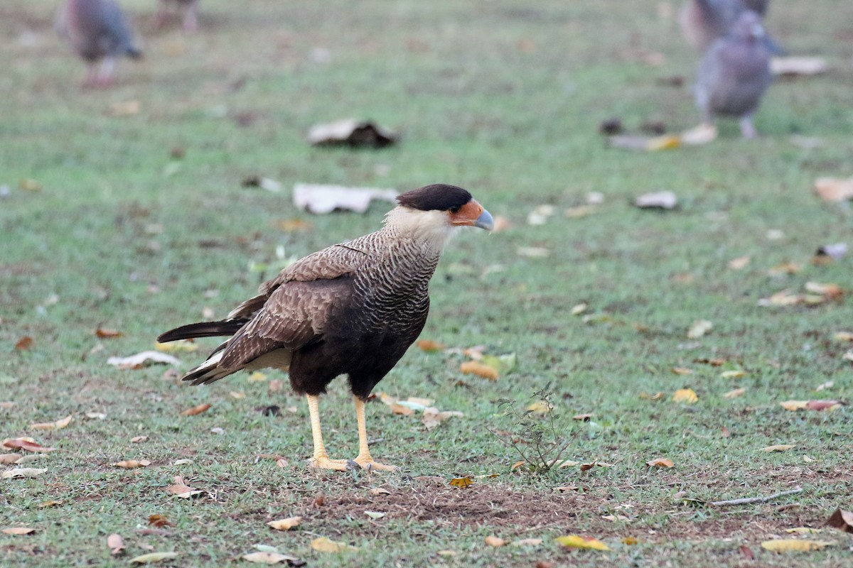Crested Caracara (Southern) - ML71159611
