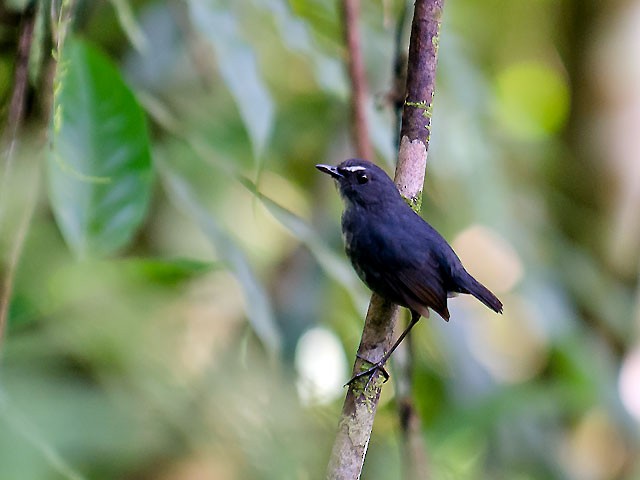 Lesser Shortwing - wengchun malaysianbirder