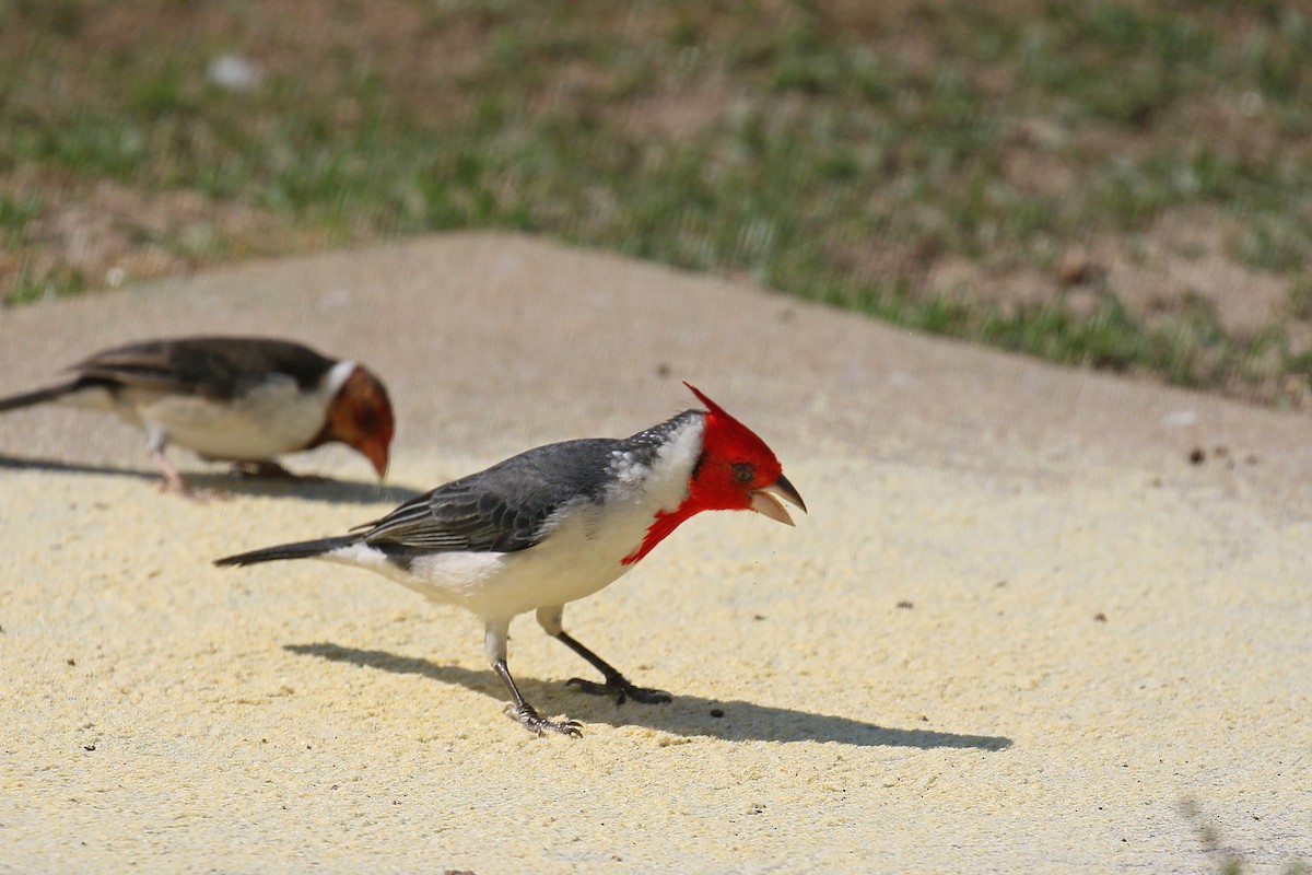 Red-crested Cardinal - ML71161371