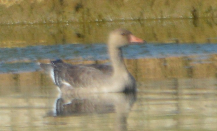 Greater White-fronted Goose - ML71161991