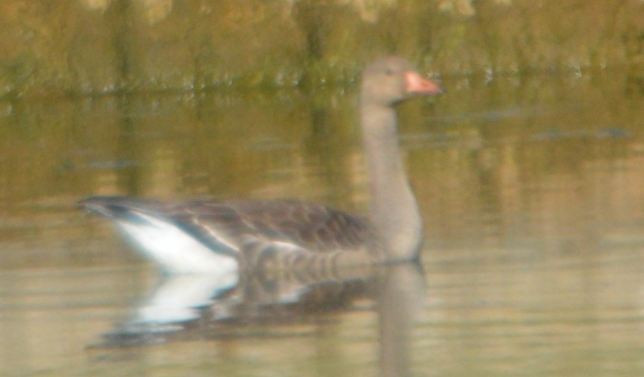 Greater White-fronted Goose - ML71162001