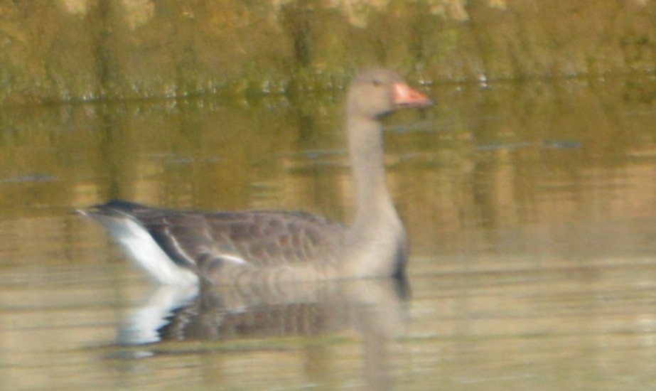 Greater White-fronted Goose - ML71162011