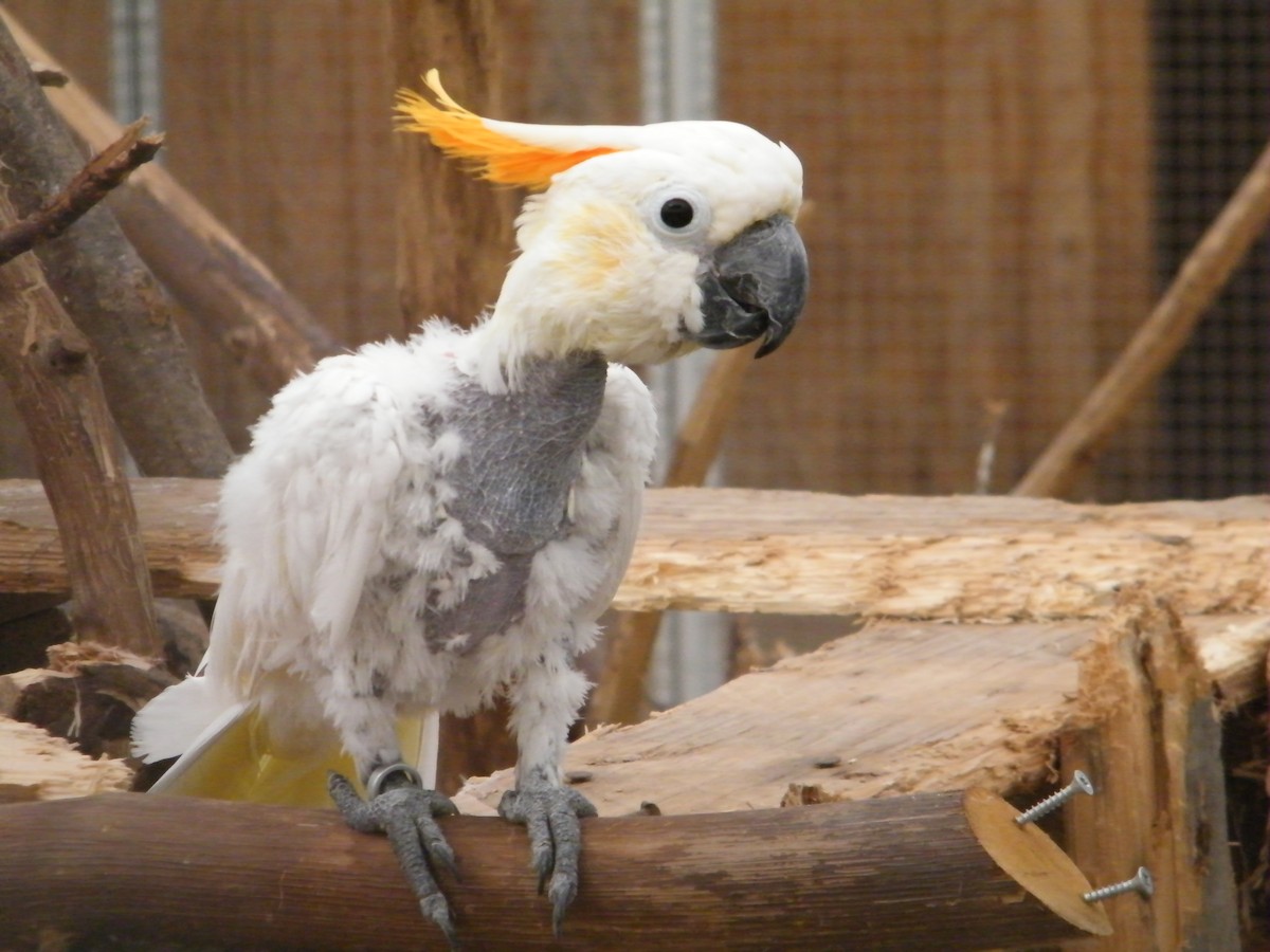 Yellow-crested Cockatoo - Nico Rosseel