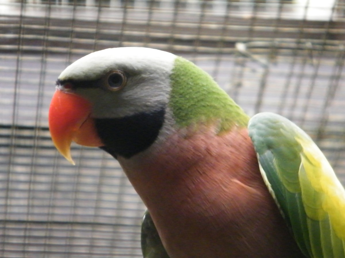 Red-breasted Parakeet - Nico Rosseel