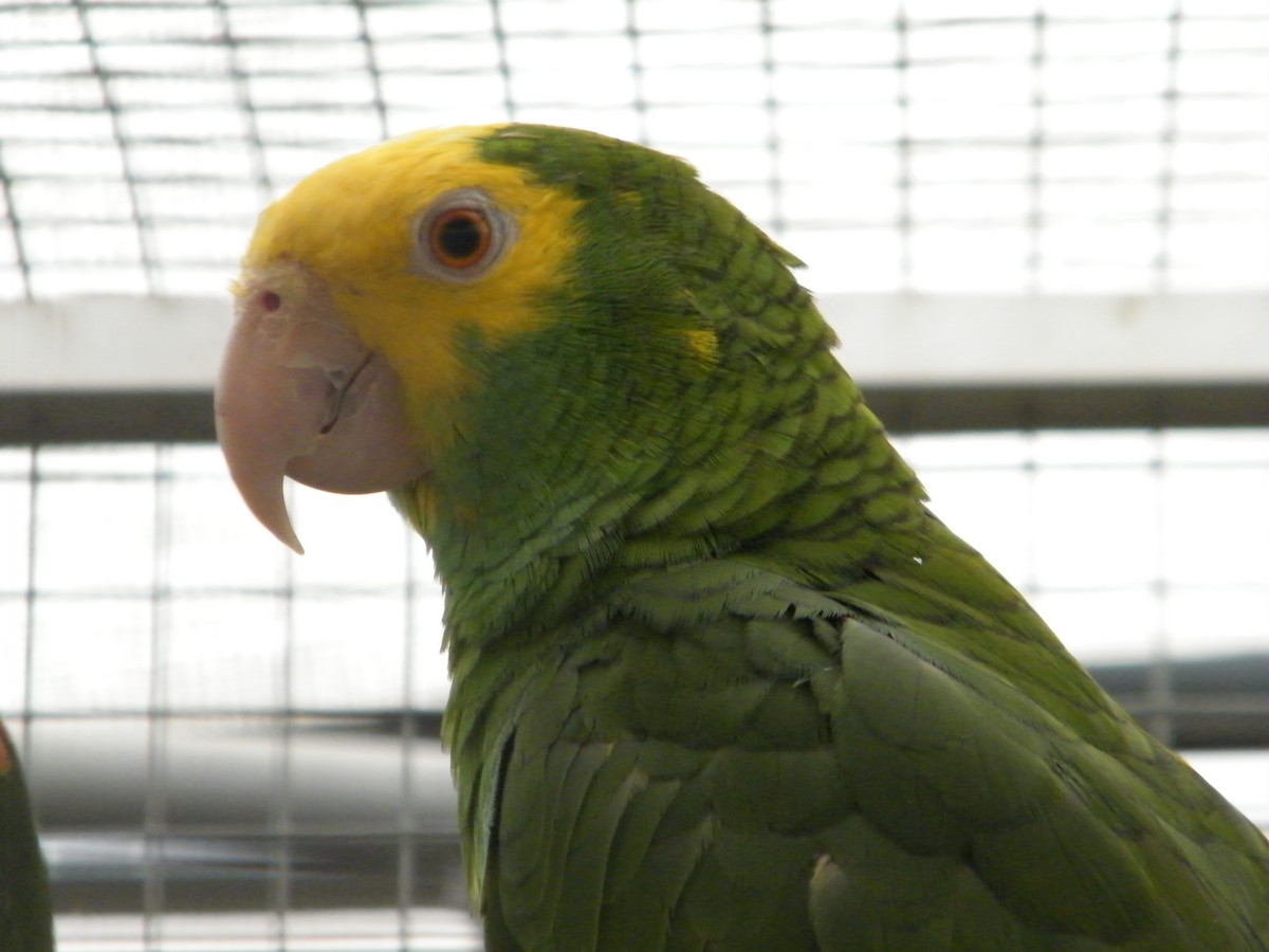 Yellow-headed Parrot (Mainland) - Nico Rosseel