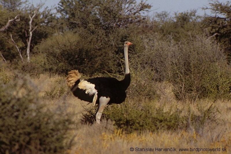 Common Ostrich - ML711679
