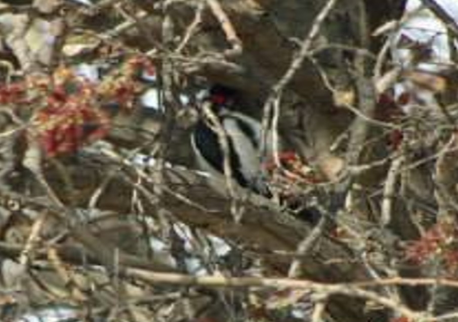 White-winged Woodpecker - Tom Martin