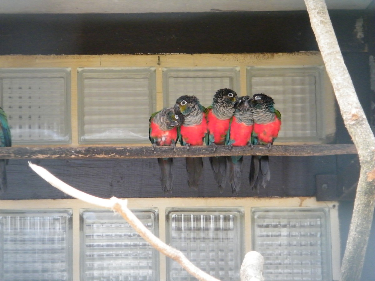 Crimson-bellied Parakeet - Nico Rosseel