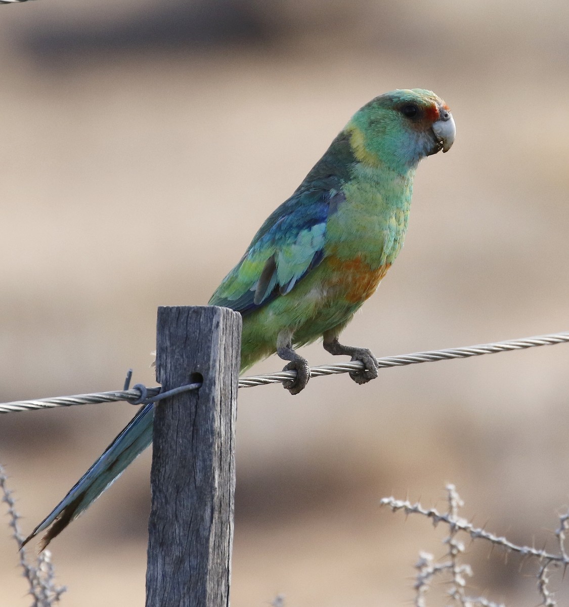 Воротничковый попугай (barnardi) - ML71170931
