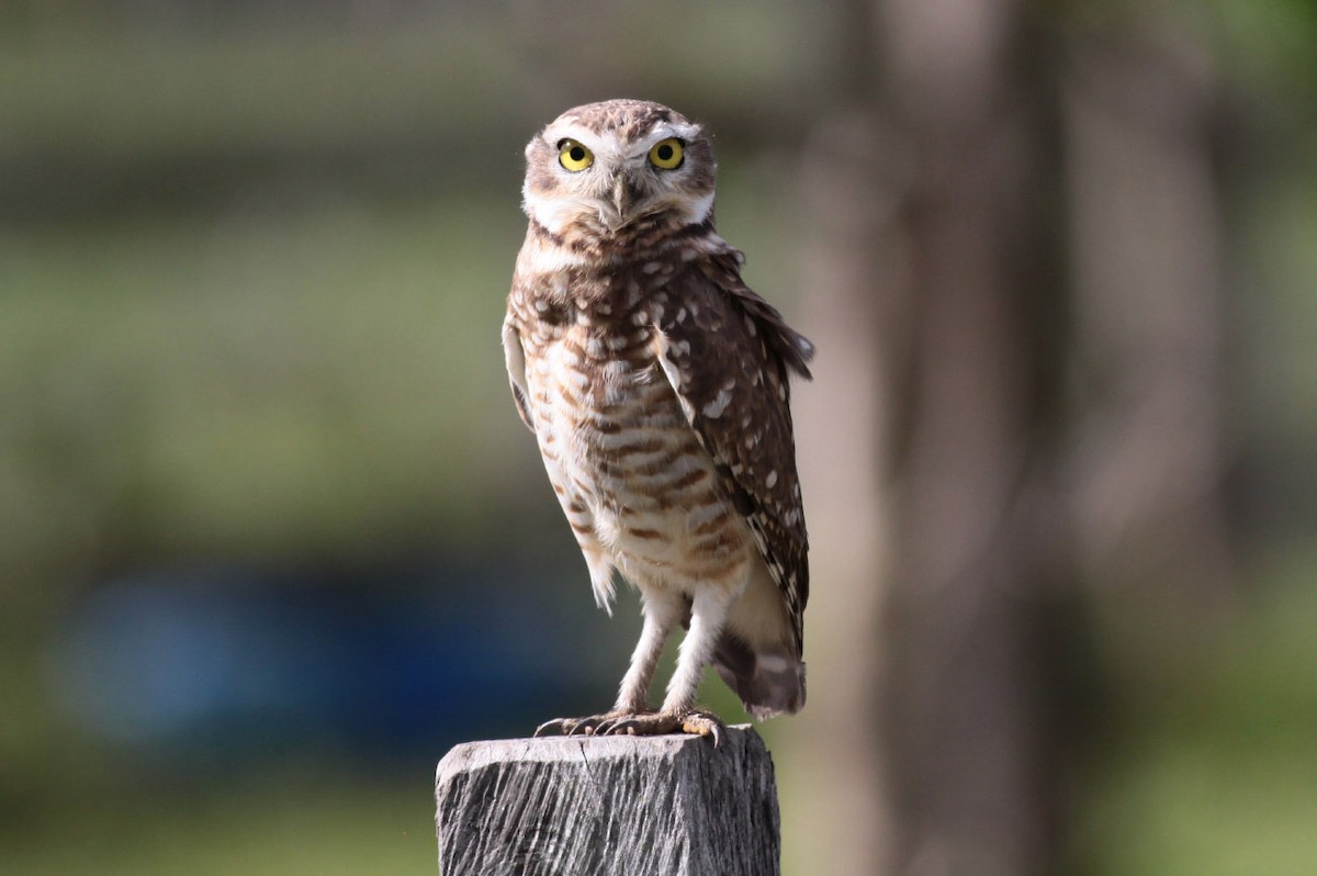 Burrowing Owl - ML71171531
