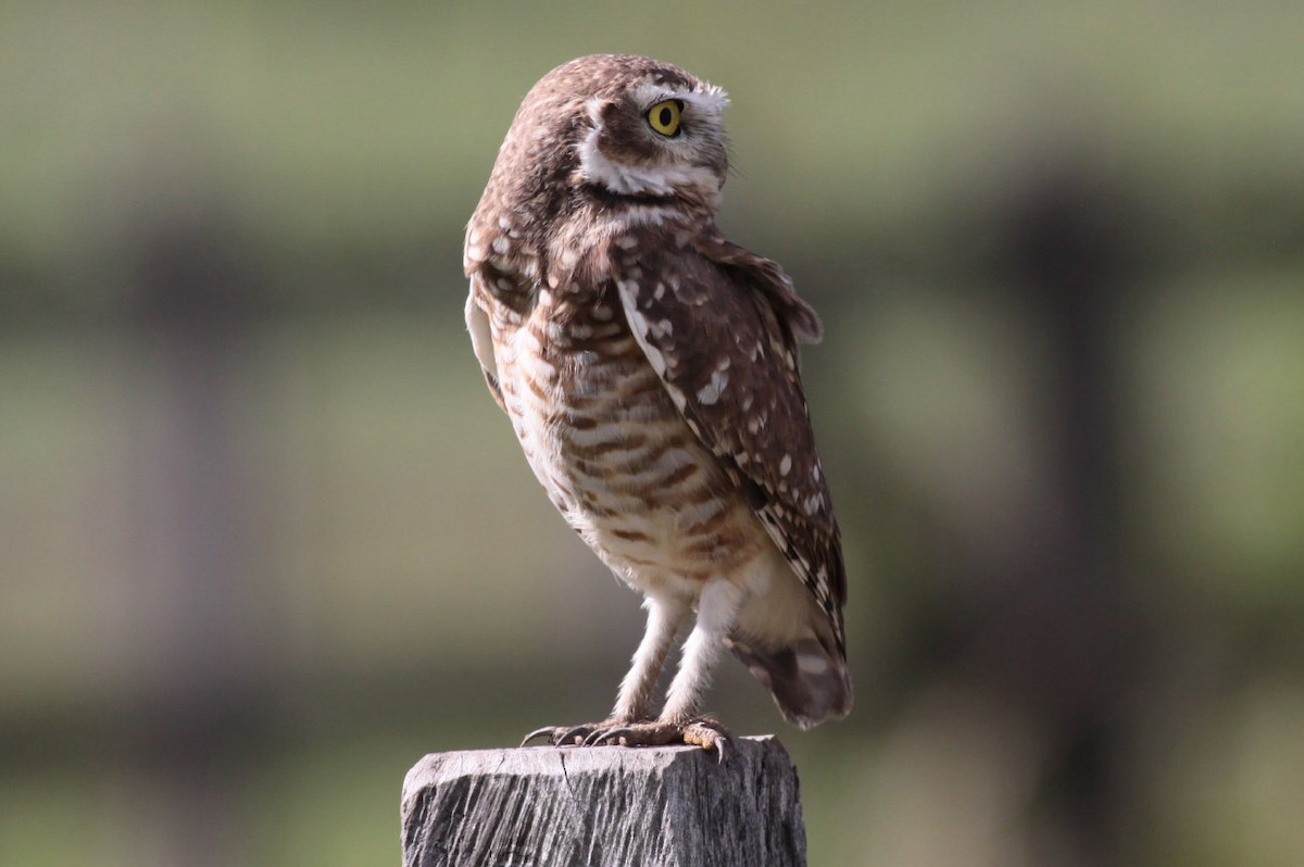 Burrowing Owl - ML71171541