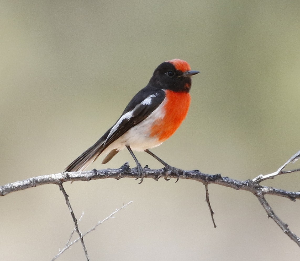 Red-capped Robin - ML71171621