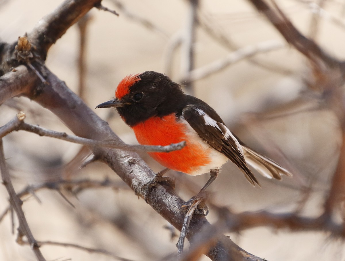 Red-capped Robin - ML71171631