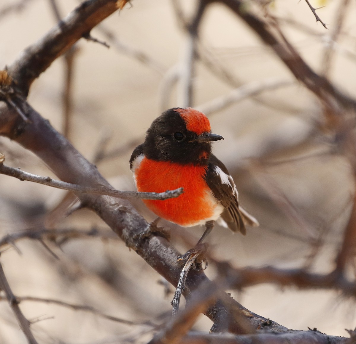 Red-capped Robin - ML71171641