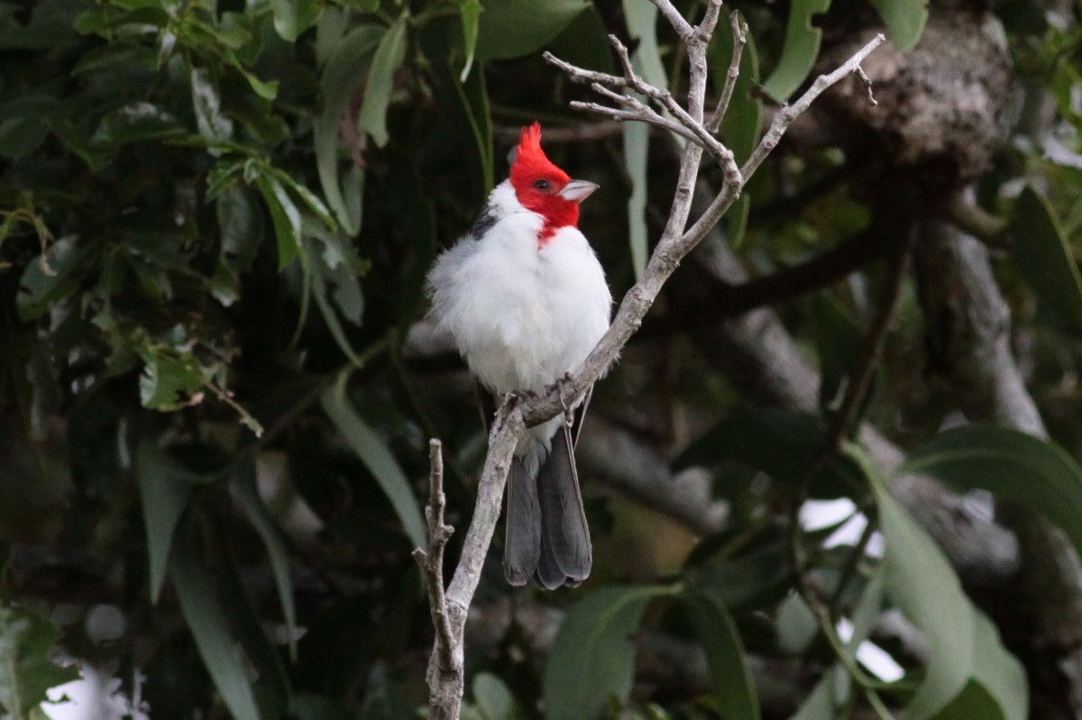 Red-crested Cardinal - ML71171821