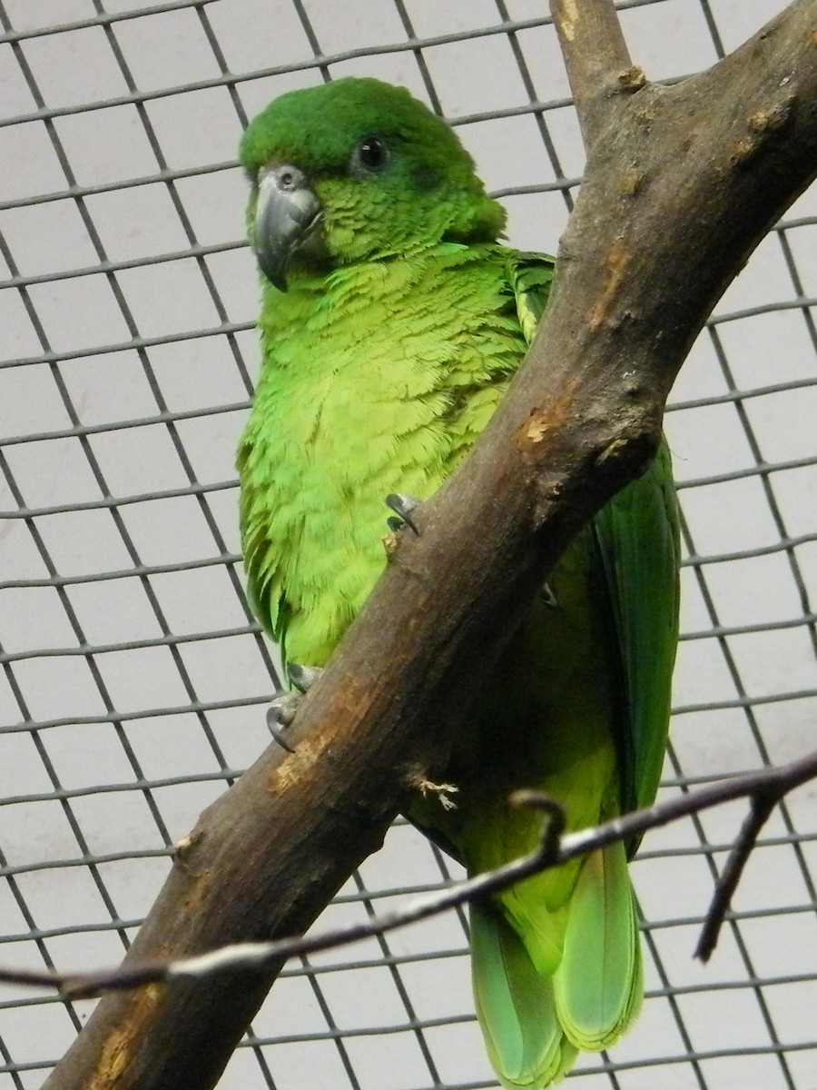 Black-billed Parrot - Nico Rosseel