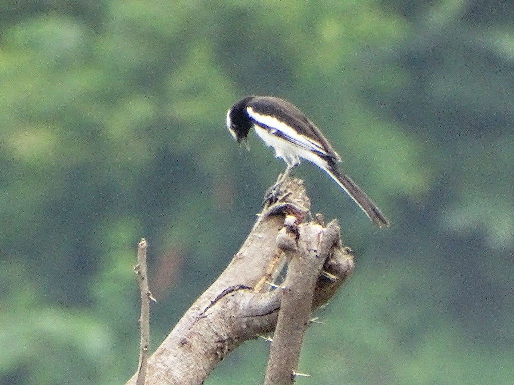 White-browed Wagtail - ML71173651