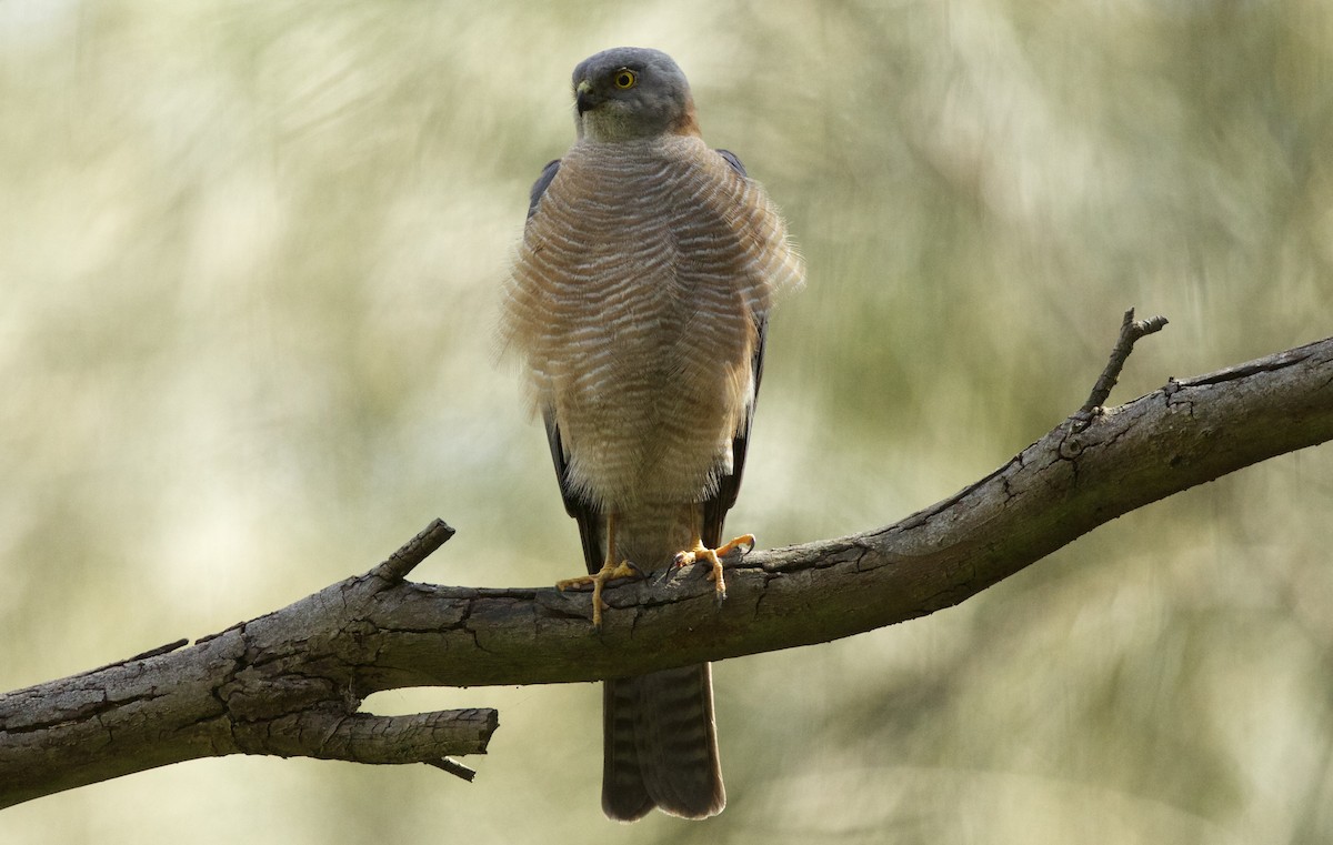 Collared Sparrowhawk - David  Tytherleigh