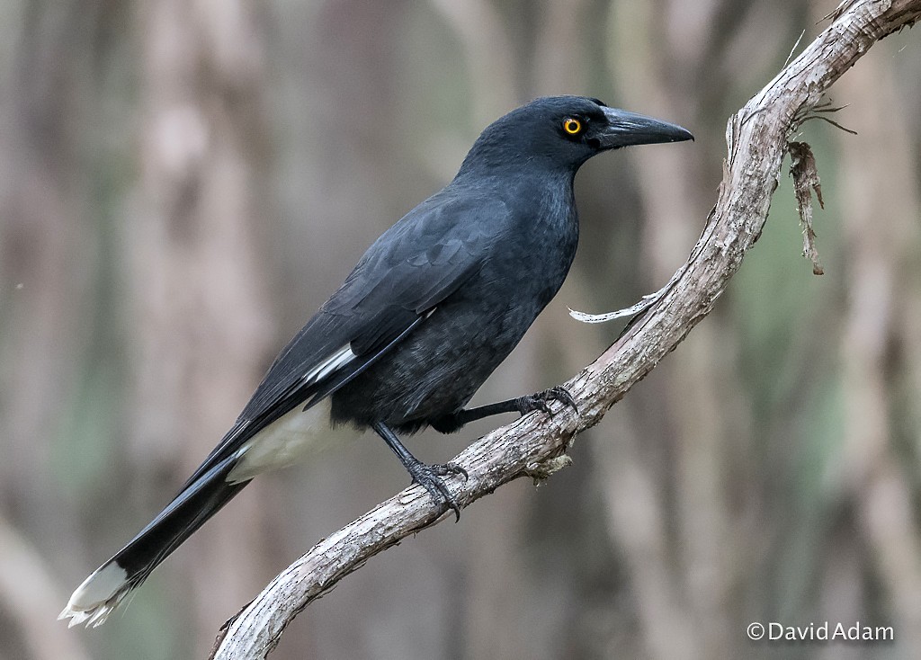 Pied Currawong - ML71174501