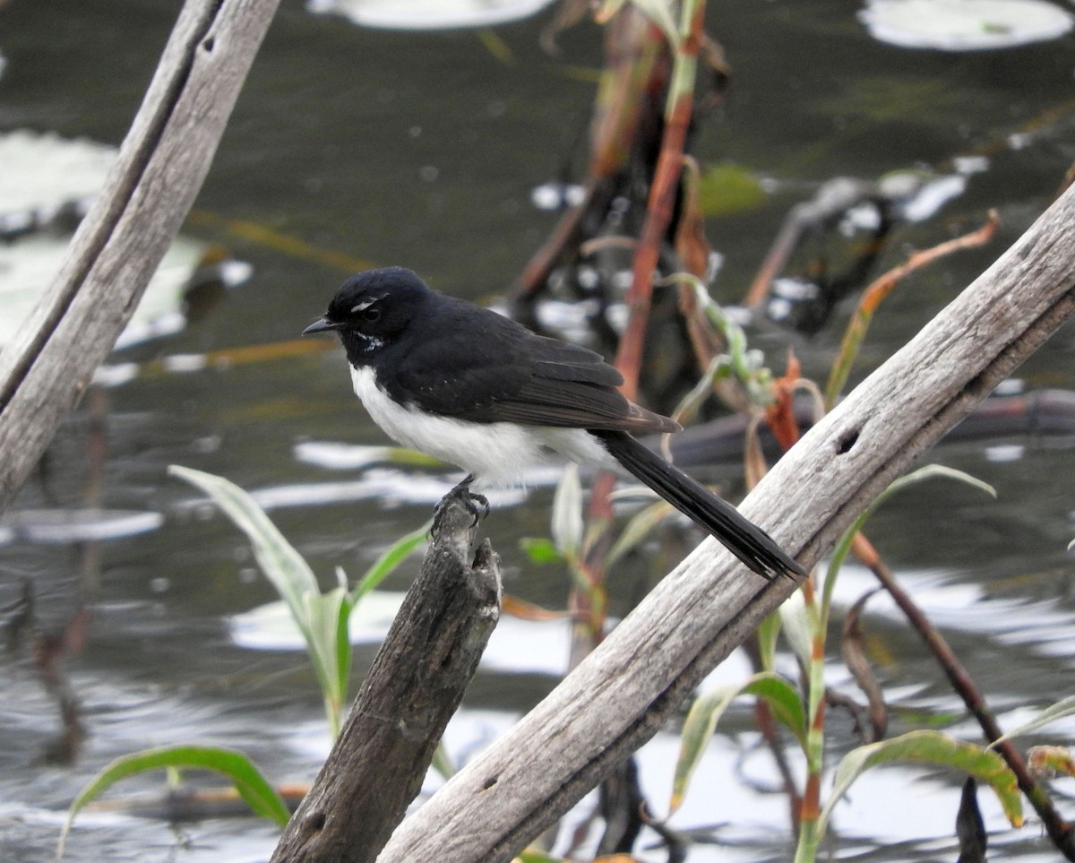 Willie-wagtail - ML71175101