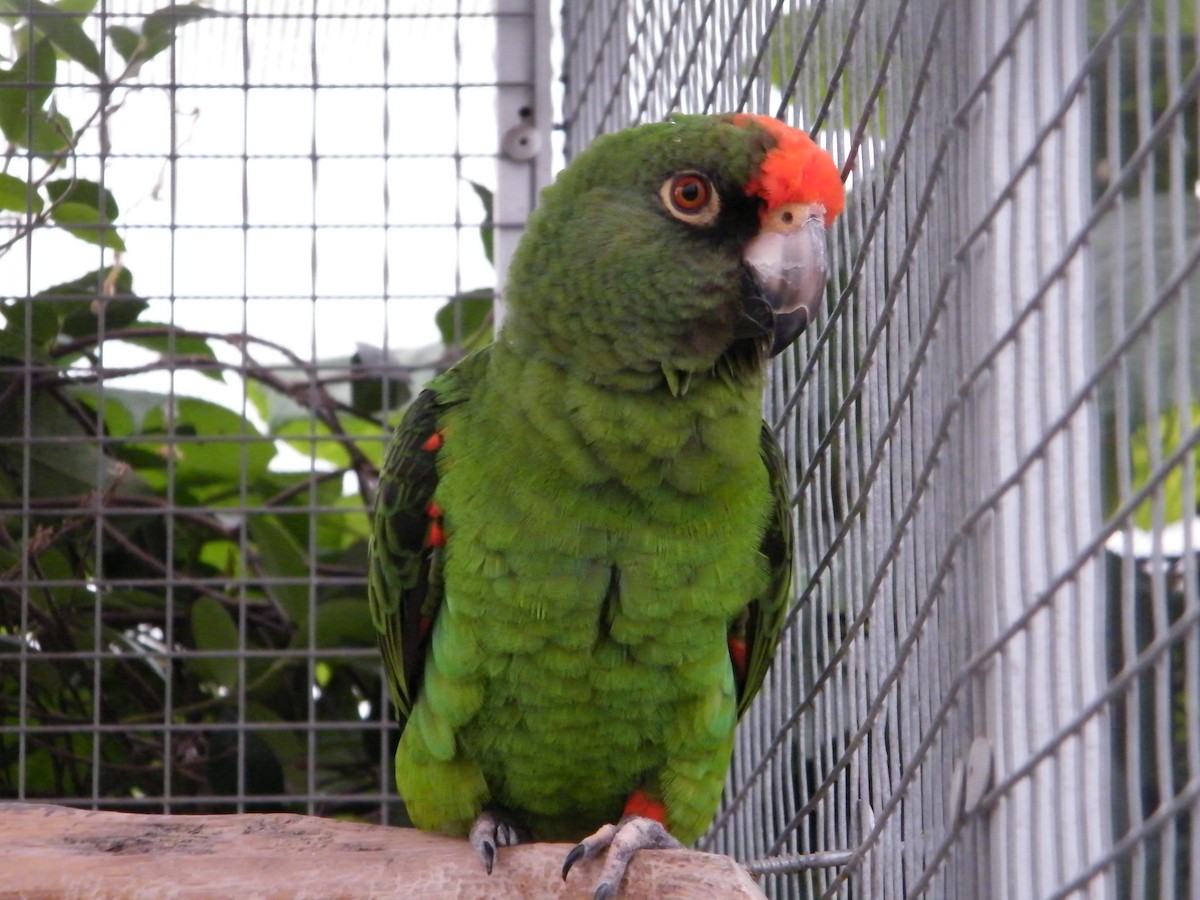 Red-fronted Parrot - Nico Rosseel